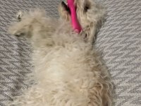 Sahiplendirilecek köpeğimiz
