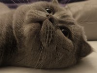 Scottish fold Behlül e iyi bakacak bir yuva arıyoruz