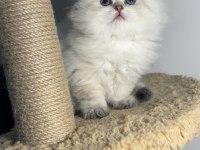 British longhair silver point mükemmel kızlar