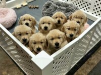 Golden bebekler kapınıza kadar teslim ediyoruz