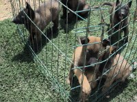 Safkan Belçika Malinois