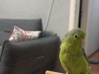 2 Yaşında Dişi Forpus Papağanı