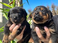 Koca kafalı rottweiler yavrular