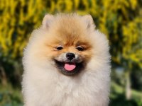 6 Aylık Dişi Şecereli Teddy Face Pomeranian Boo
