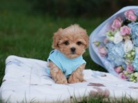 Maltipoo yavrularımız sağlık garantili