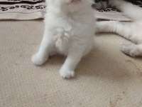 Tatlı Kedim Olgam
