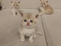 Ay-12 Gold British Shorthair