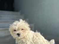 Orjinal Maltese Terier Bebekler