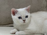 Sahibinden British Shorthair Kedisi