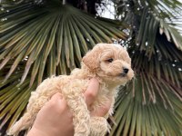 SAF KAN KORE MALTİPOO YAVRUMUZ YENİ YUVASINA HAZIR