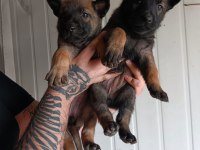 Belçika malinois yavrularımız ırk garantilidir