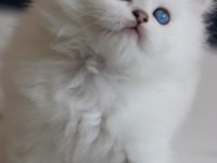 Show kalite british longhair