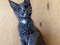 SAF KAN, LO ŞECERELİ DEV BOY KEDİLER 6 YILLIK TECRÜBE