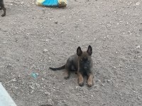 Belçika malinois