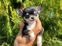 Şivava (chihuahua)