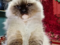 Ragdoll seal mitted erkek yavrum ailesini arıyor
