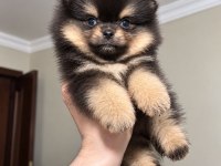 Pomeranian Ayıcık Black Tan