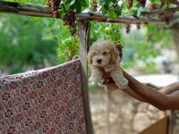 45 günlük dişi ve erkek maltipoo bebekler
