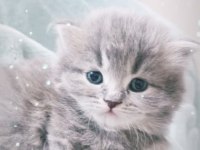 Efsana kedim british shorthair