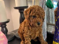 Kore kan poodle köpekler