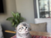 SCOTTISH FOLD AYI SURAT YAVRULARIM 