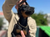 King siyah kızıl doberman yavrular