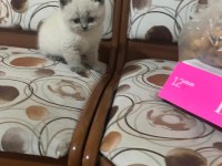 Scottish Fold Blue Point Ayı Surat Yavru