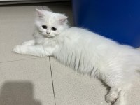 Dişi British Longhair