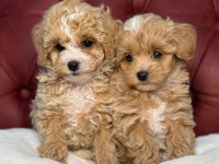 Poodle ayarında wc eğitimli maltipoo lar