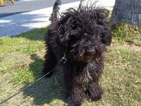Eylül doğumlu toy poodle