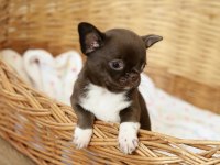 Eşsiz Güzellikte Safkan Chihuahua Yavrularımız