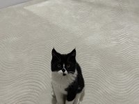 Maskeli british shorthair erkek oyuncu sağlıklı oyuncu