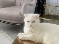 Scottish Fold Erkek Kedime Dışı Kedi Arıyorum