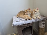 British shorthair golden dişi erkek yavrularımız
