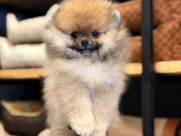 Mersin Pomeranian Boo