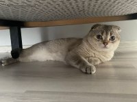 Scottish fold erkek kedimiz