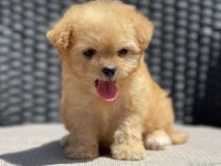 RESMİ İŞLETMEDEN MALTİPOO YAVRULARI