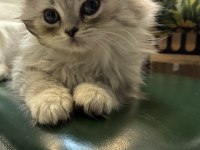 Silver British Longhair Yavrumuz