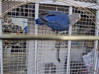 ÜST DÜZEY MUTASYON CENNET PAPAĞANI BEBEK