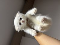 Scottish fold longhair