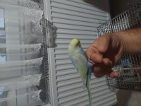 Rainbow muhabbet kuşu yavru