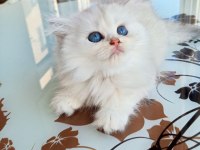 Ev üretimi kedi yavrumuz longhair