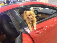 8 aylık karnesi var çipi takılı tilki surat pomeranian