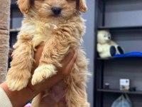 BEBEK YÜZLÜ SEVİMLİ MALTİPOO YAVRULARIMIZ