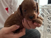 Rezerveye açık toy poodle yavrular