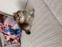 Efsane güzellikte longhair bebekler