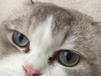 Scottish fold kedisi