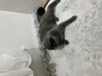 British Shorthair Kalite Tesadüf Değildir