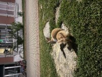 3 adet tavşan sahiplendirme