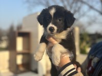 Zeka küpü border Collie bebeklerim